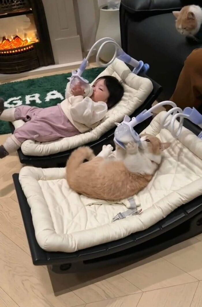 Cat and baby lying in similar cushioned chairs, both drinking from attached bottles, showcasing funny animal moments.