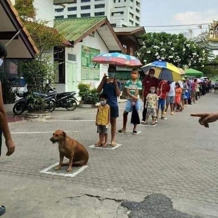 Dog sitting in a marked spot in line with people holding umbrellas, showcasing a funny and random animal moment.
