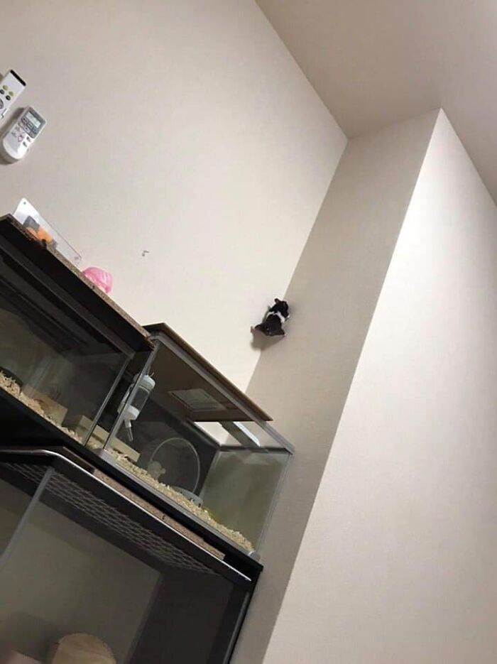 Funny animal climbing a wall above hamster cages in a room, showing a randomly funny moment captured.