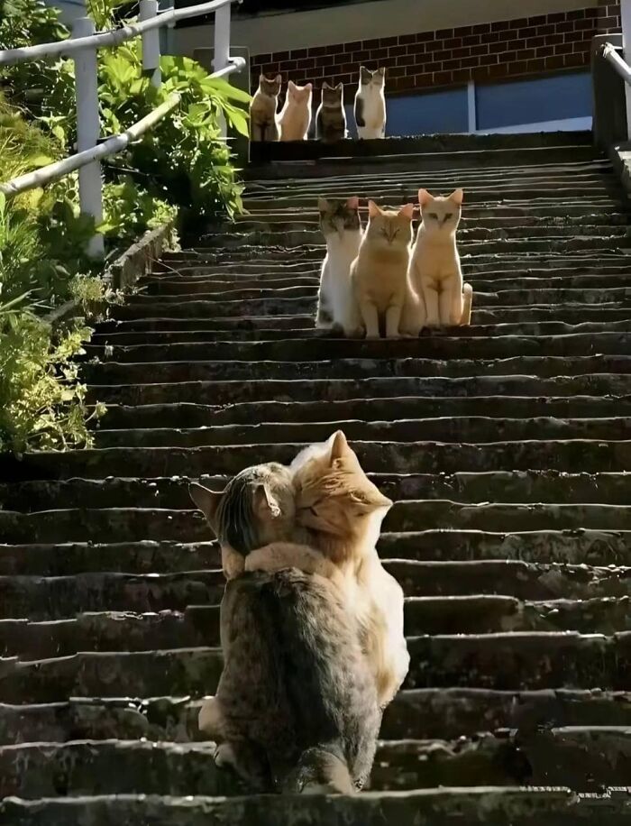 Two cats hugging on outdoor stairs with a group of cats sitting in the background in a funny animal moment.