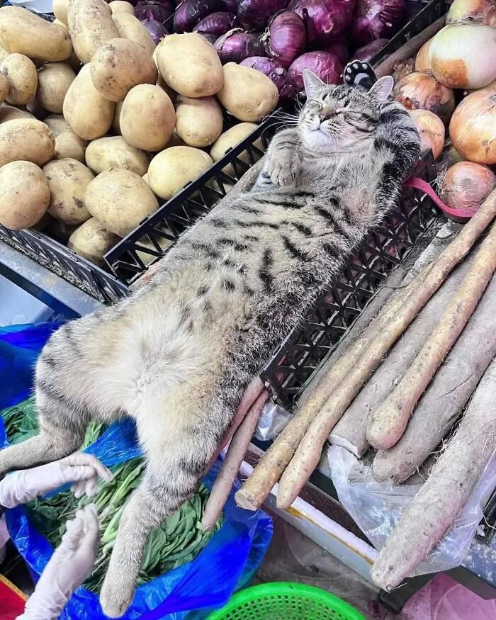 Animals-Random-Places-Pics