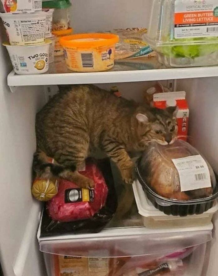 Tabby cat inside fridge sniffing a packaged chicken, one of the funny animals people just had to take a picture of.