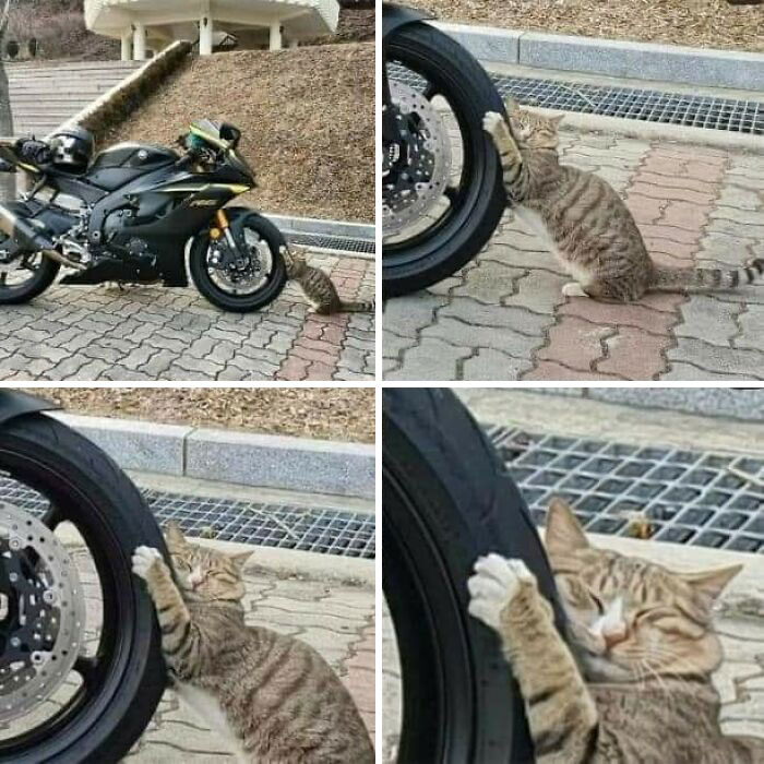 Funny cat hugging motorcycle tire outdoors, showing random animal behavior captured in a humorous moment.