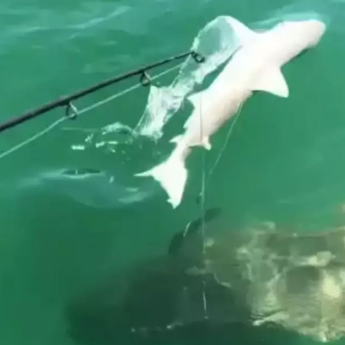 Scientists Reconsider Food Chain As 8-Foot-Long Shark Gets Eaten By Another Predator Scientists Reconsider Food Chain As 8-Foot-Long Shark Gets Eaten By Another Predator