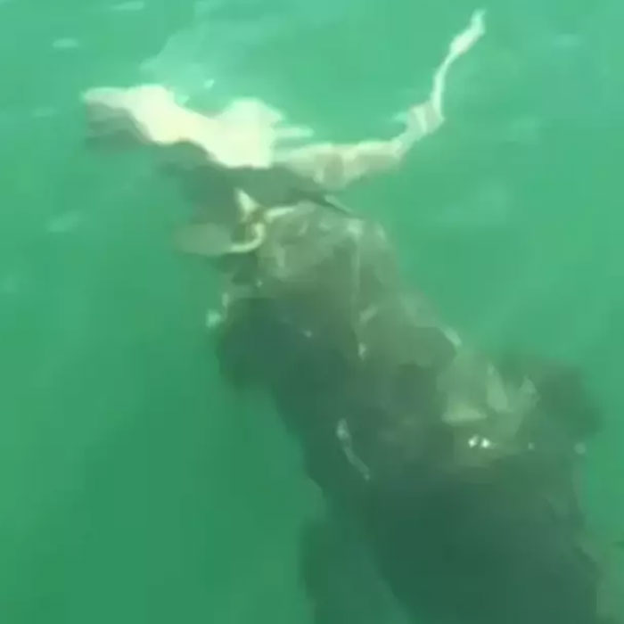 Scientists Reconsider Food Chain As 8-Foot-Long Shark Gets Eaten By Another Predator Scientists Reconsider Food Chain As 8-Foot-Long Shark Gets Eaten By Another Predator