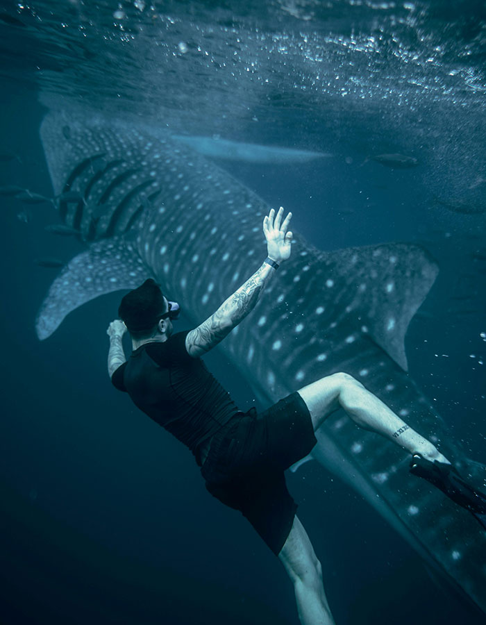 Scientists Reconsider Food Chain As 8-Foot-Long Shark Gets Eaten By Another Predator Scientists Reconsider Food Chain As 8-Foot-Long Shark Gets Eaten By Another Predator