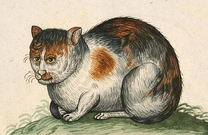 Why Do Medieval Cats Look Like Fully Grown Adults?