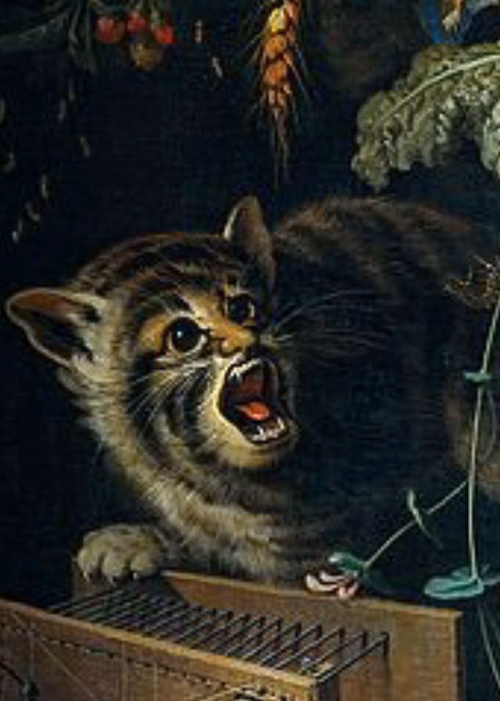 Looks Like A Cross Between A Cat, Bat And Bee. Where Can I Get One?