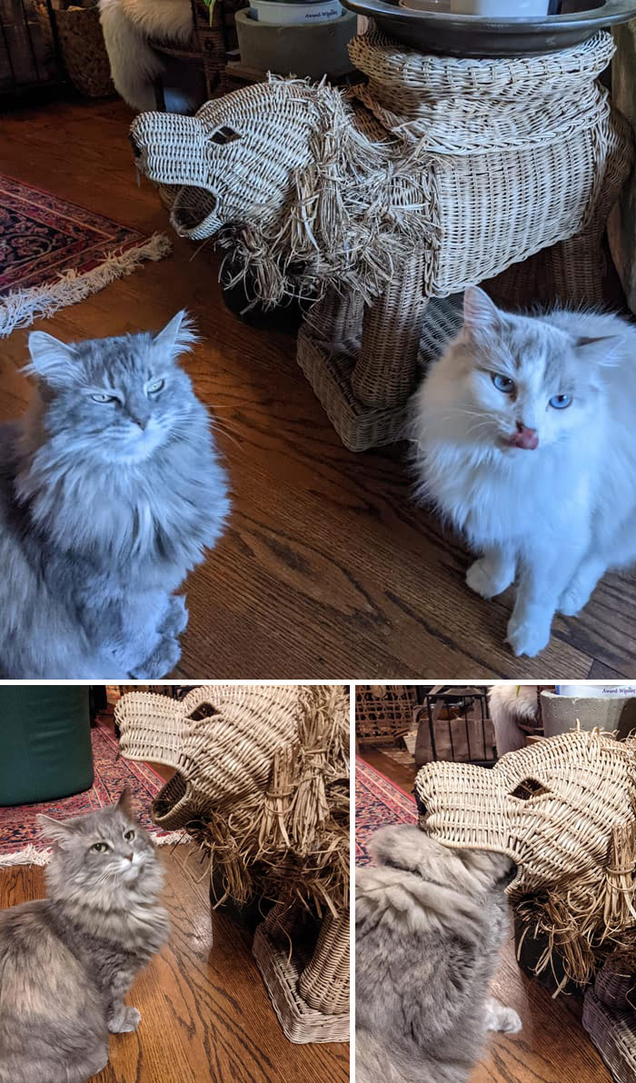 If Any Of You Are Of A Fragile Constitution, Look Away Now