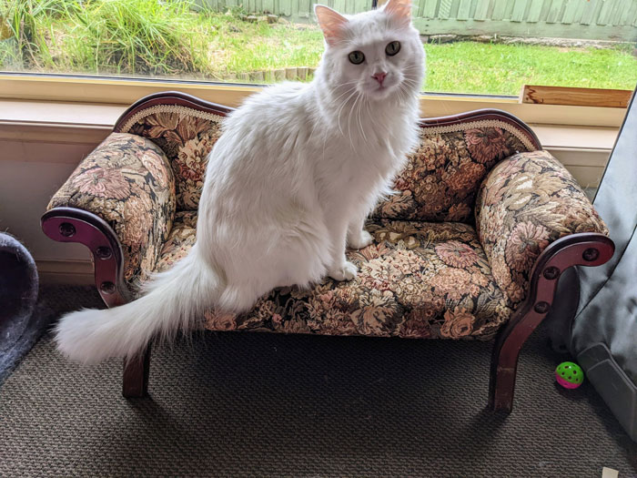 I Finally Found A Tiny Couch For My Cat!!!!!