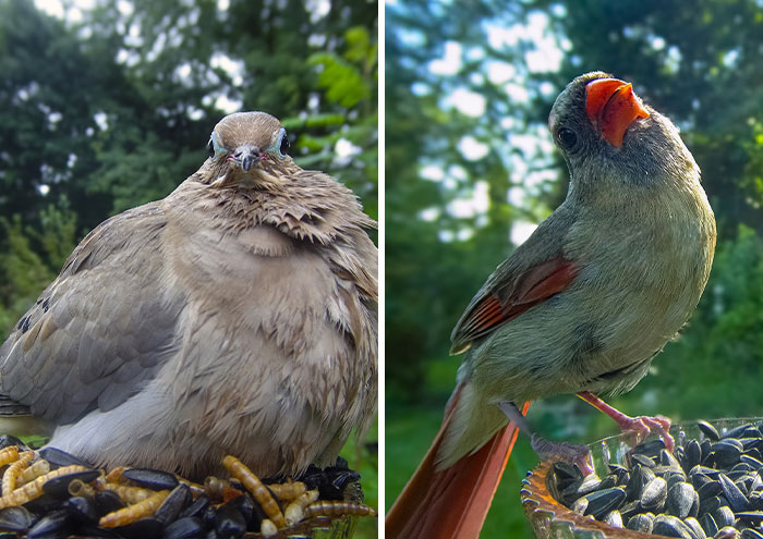 Curious Woman Installed Camera On Bird Feeder – Here’s Who Stopped By (30 New Pics)