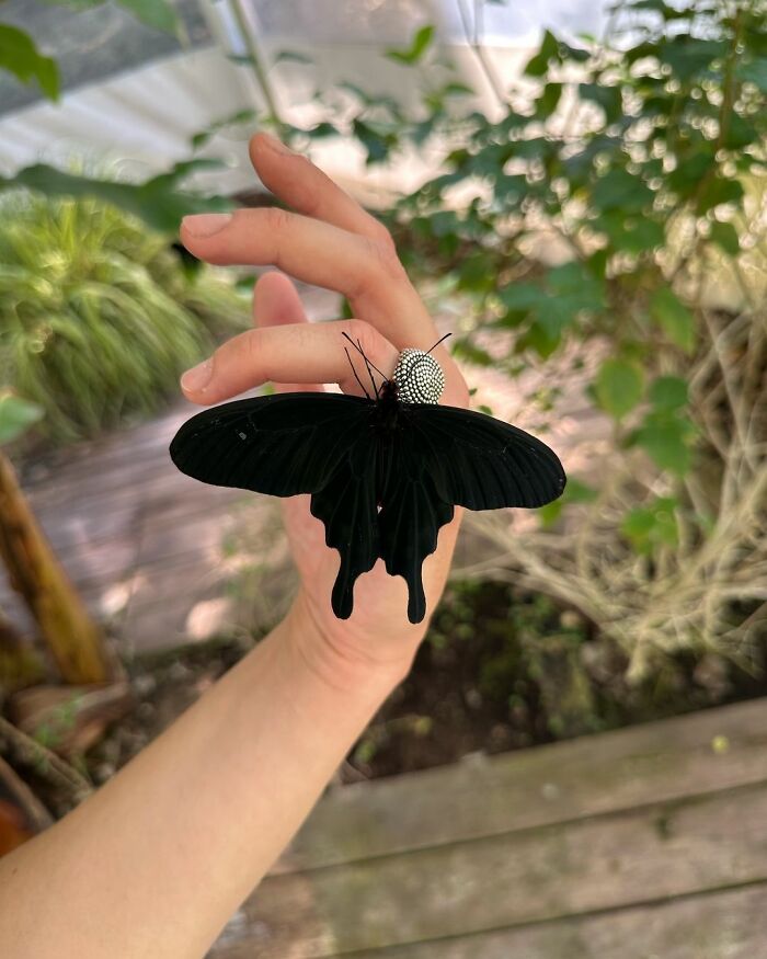 Pachliopta Kotzebuea