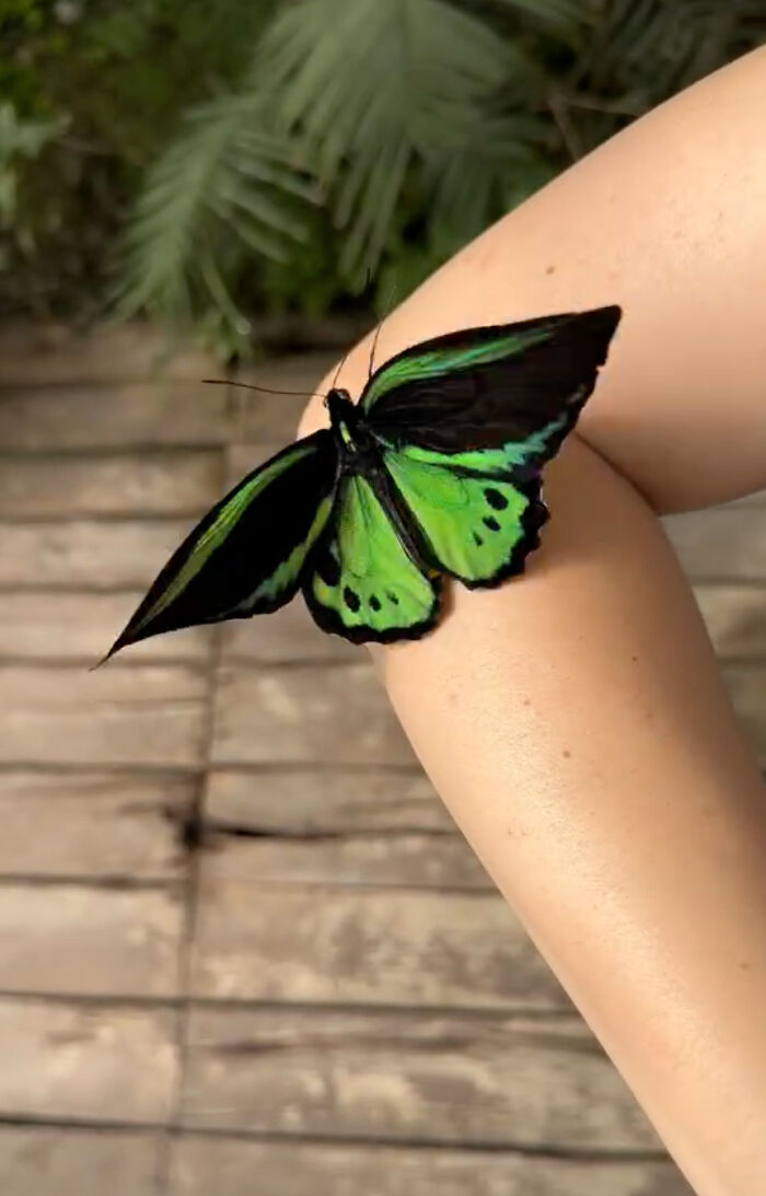 Ornithoptera