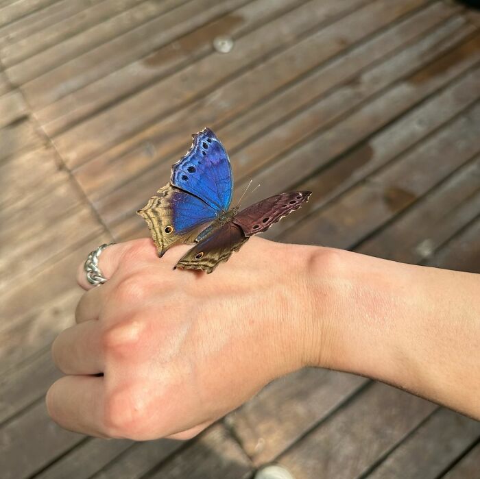 Protogoniomorpha Temora