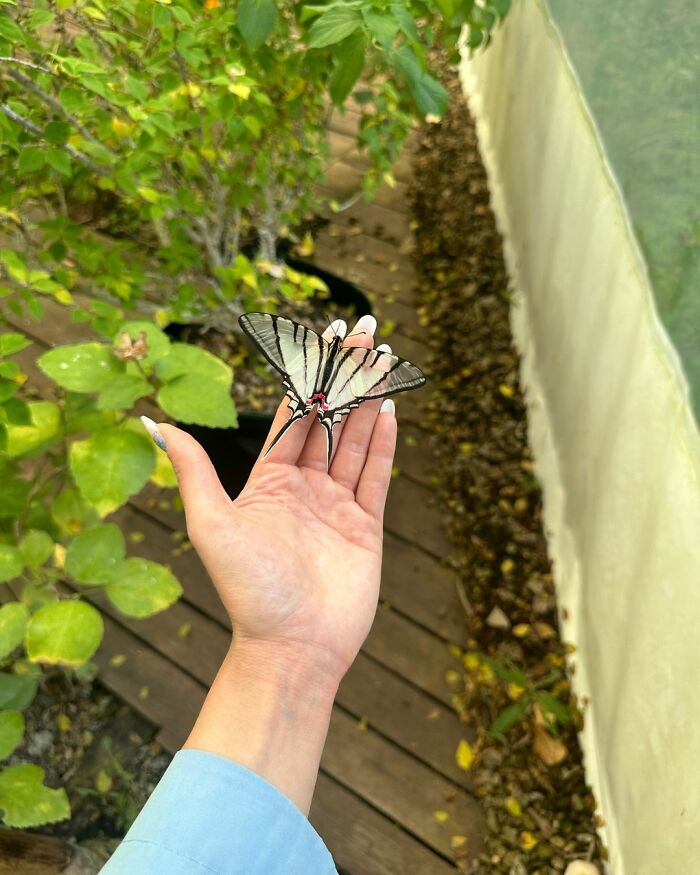 Mariposa Cometa Cebra