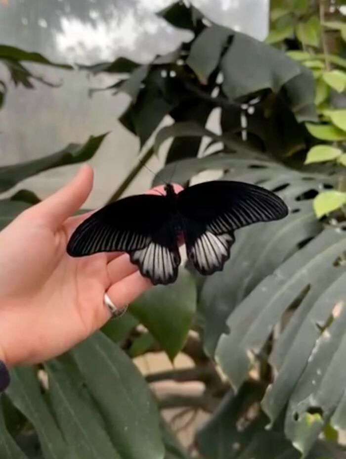 Papilio Rumanzovia