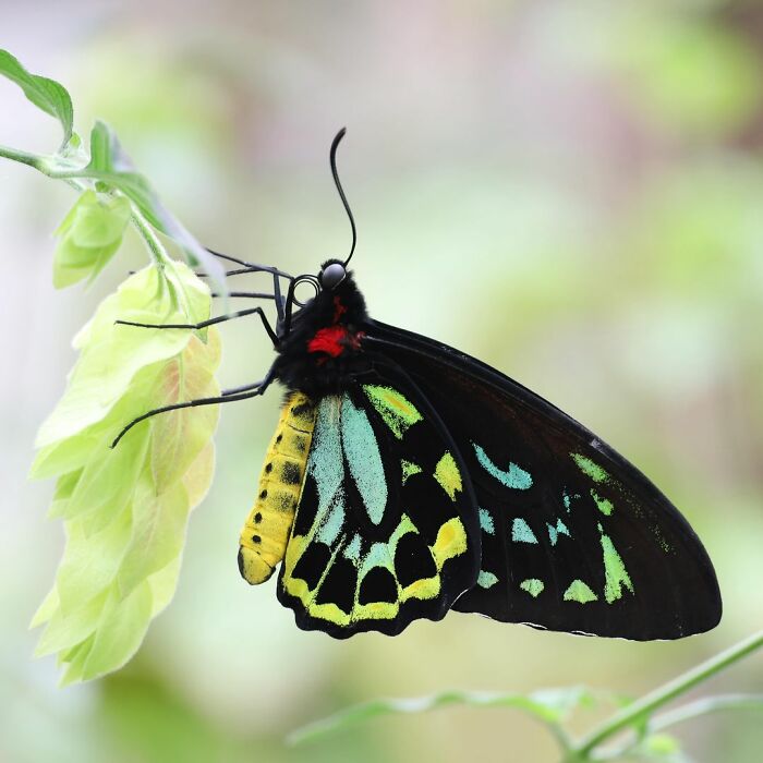 Ornithoptera Priamus