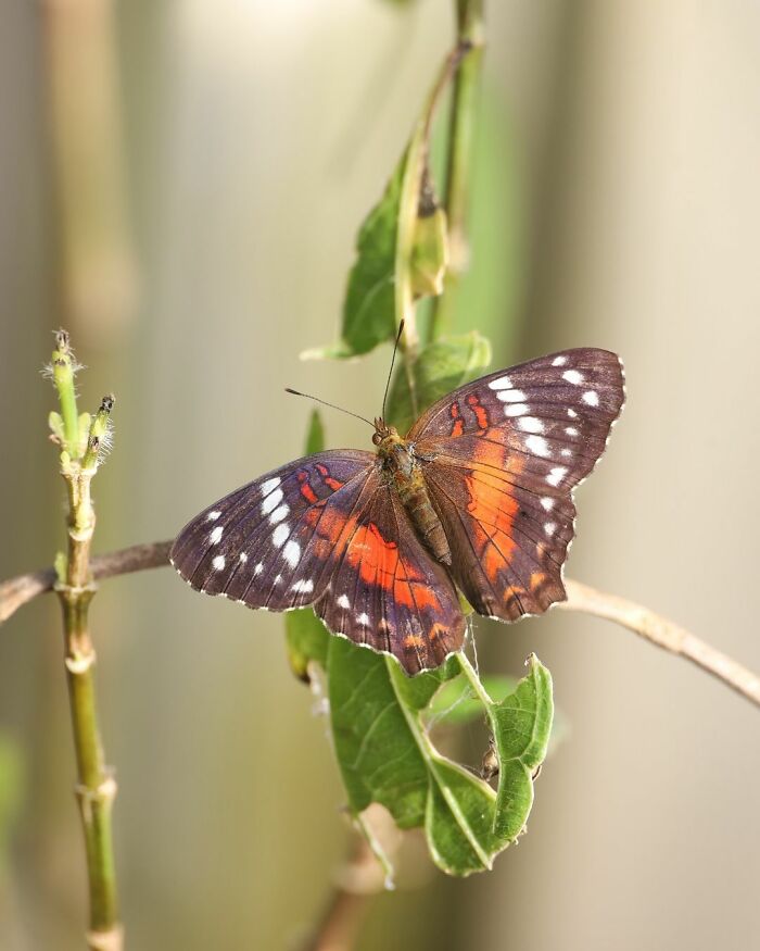 Anartia Amathea