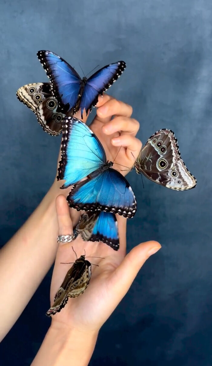 Flashes of blue color, even from one The Menelaus blue morpho butterfly, can temporarily blind some animals