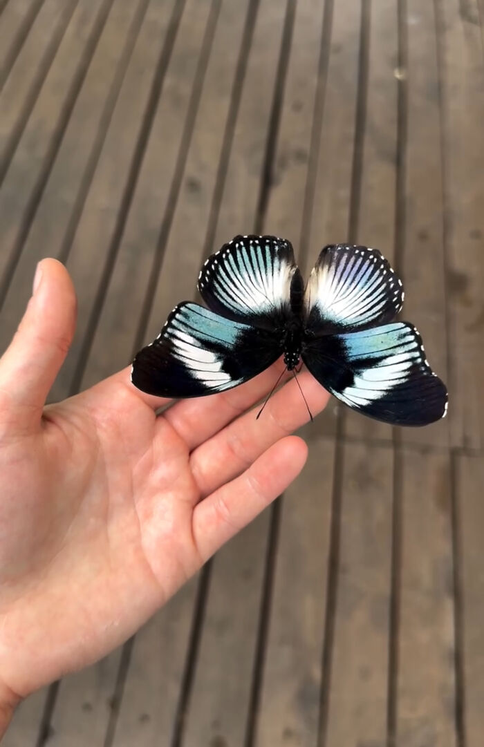 Hypolimnas Monteironis