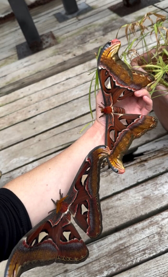 The Atlas Moth's massive wingspan is wider than a human hand