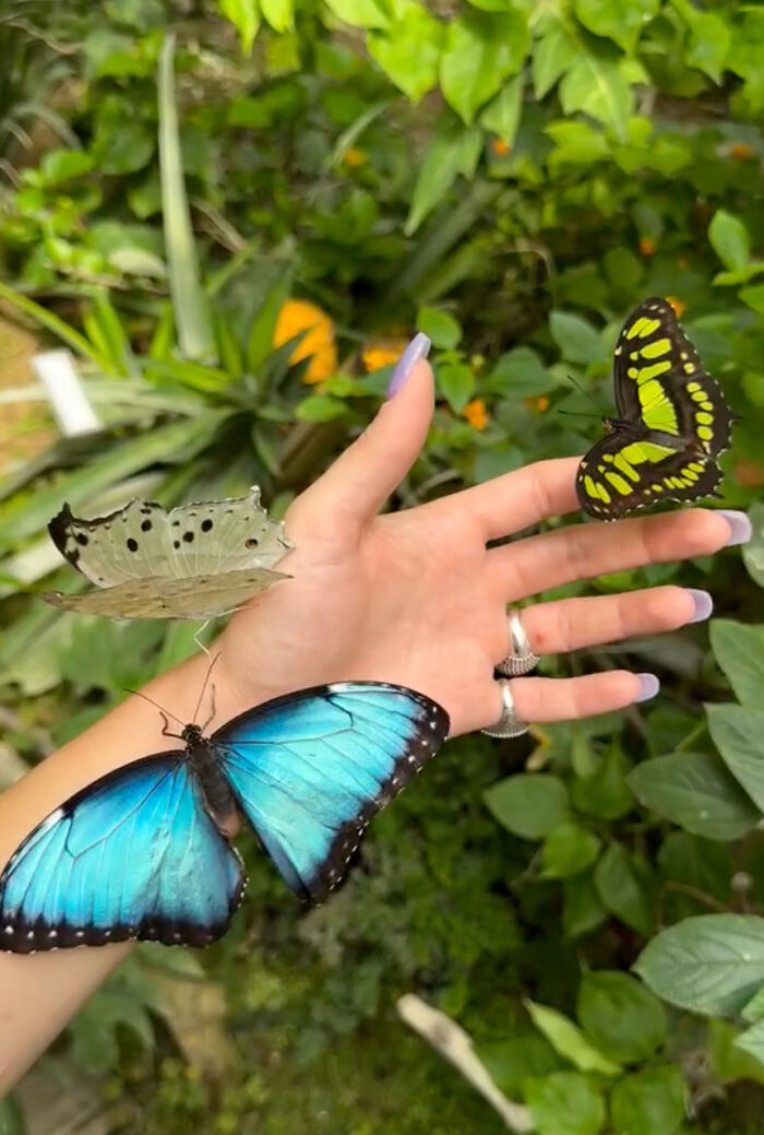 Diana's Videos Of Colorful Butterflies Are Mesmerizing People From All Around The World