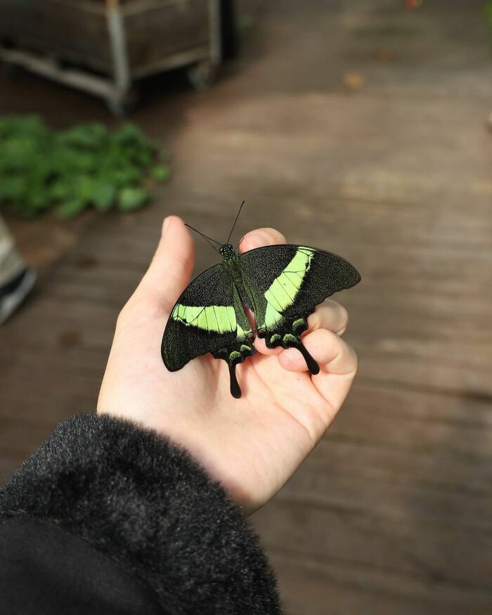 Papilio Palinurus