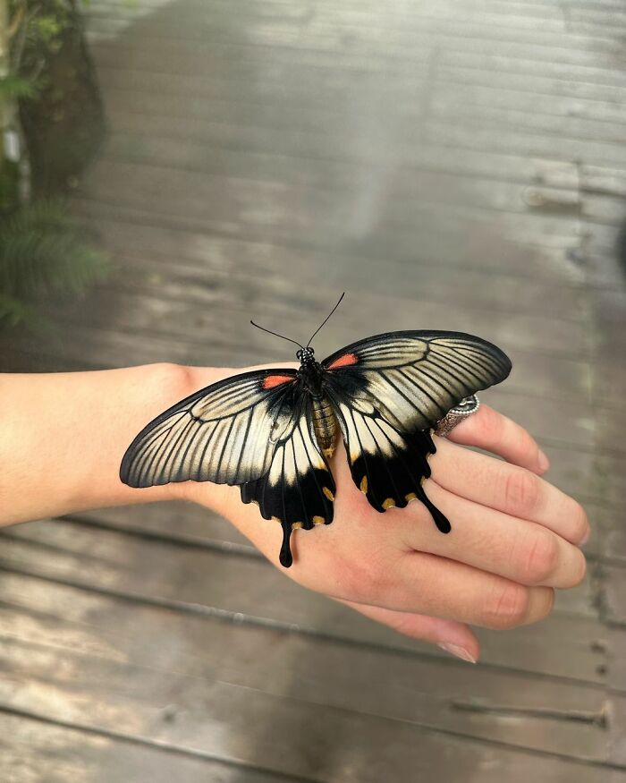 Papilio Memnon