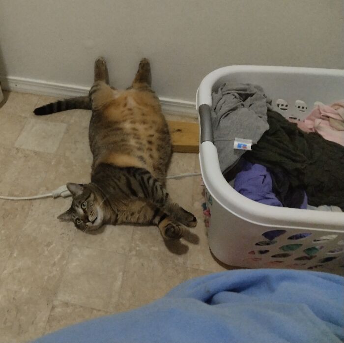 Audi Chilling With The Laundry