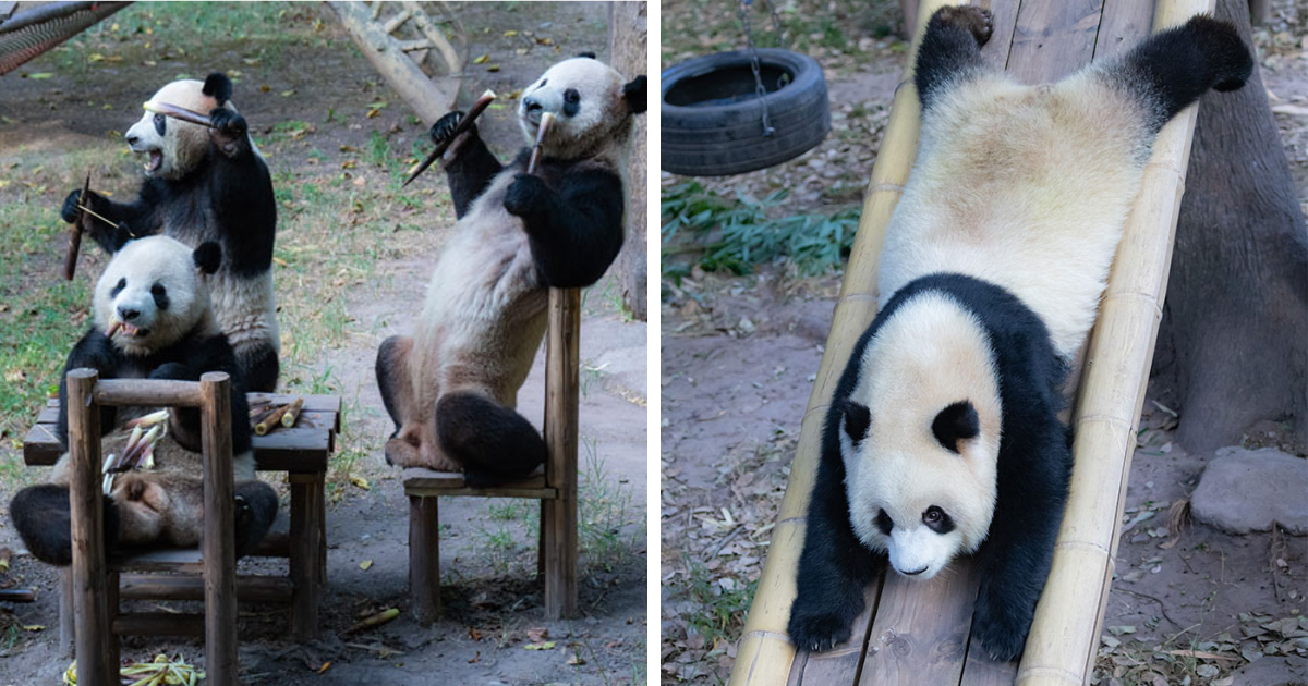 “Panda’s Tea Party”: Four Pandas Steal The Show With Cute Picnic At Zoo’s Mid-Autumn Festival