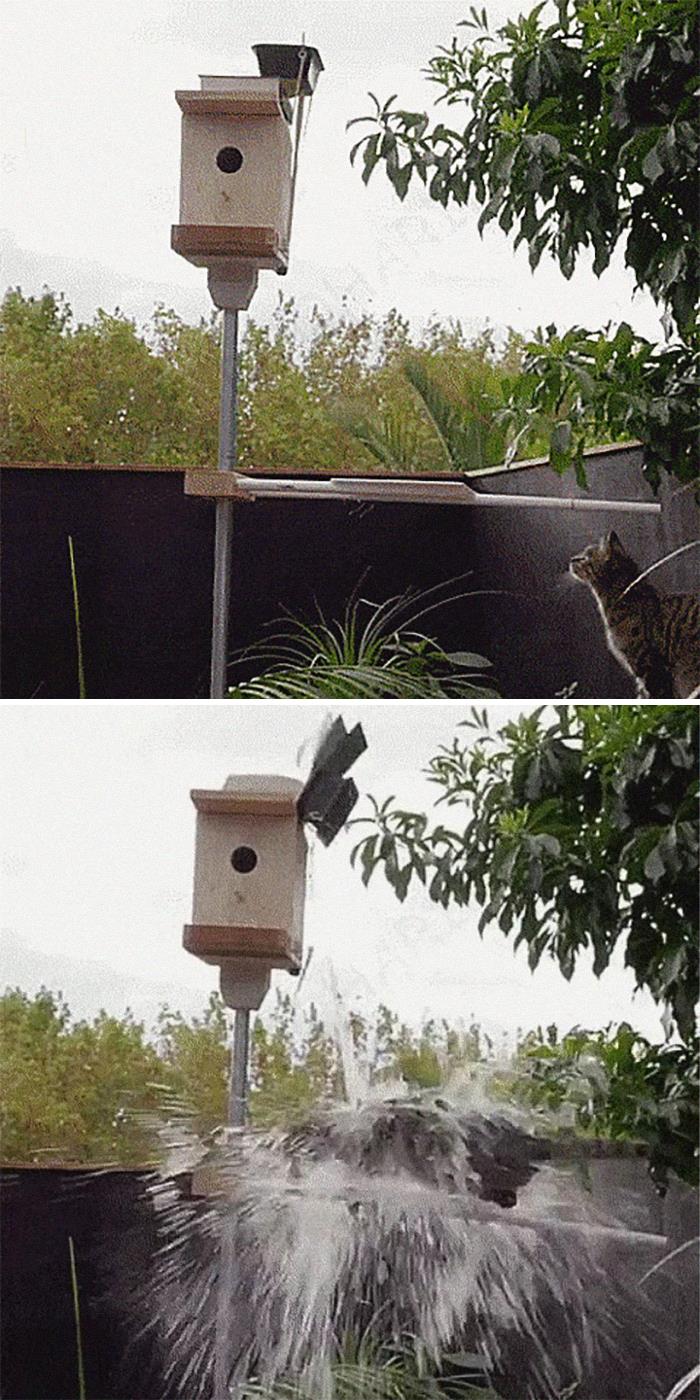 Trampa en la caseta para pájaros
