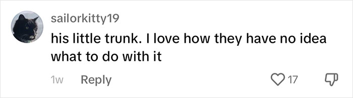 People Online Are Overtaken By The Cuteness Of These 2 Newborn Elephants At Fresno Zoo