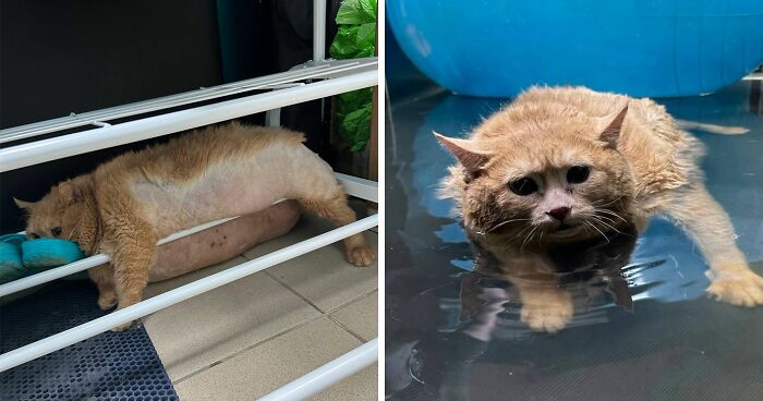 Crumb, The Obese Cat Rescued From A Russian Basement, Tries To Escape Weight-Loss Center