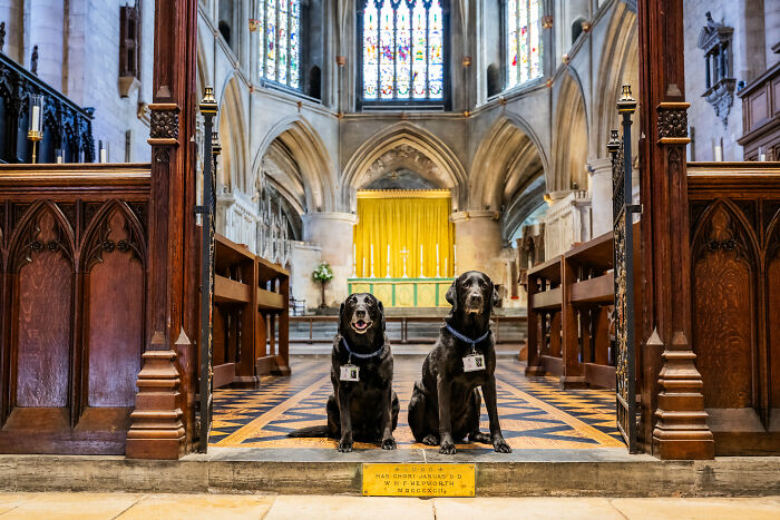 These Dogs Were Allowed To Come In Temporarily, But Ended Up Staying As Staff At Tewkesbury Abbey