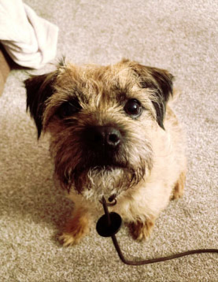 Dog Sitter’s Relaxed Attitude Leads To Pup Losing Eye And Leg, Owner Wants To Take Her To Court Dog Sitter’s Relaxed Attitude Leads To Pup Losing Eye And Leg, Owner Wants To Take Her To Court