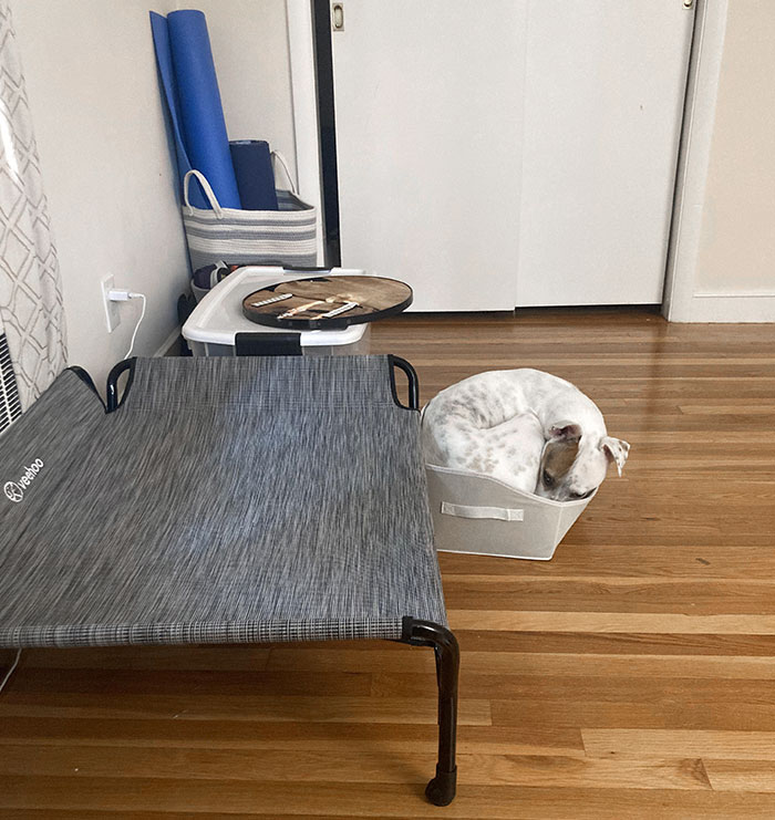 Raised Comfortable Bed vs. Cheap Box For Dog Toys