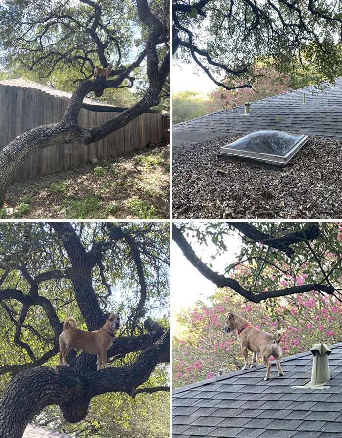 My Dog Likes To Climb The Tree In Our Backyard And Get On The Neighbor's Roof