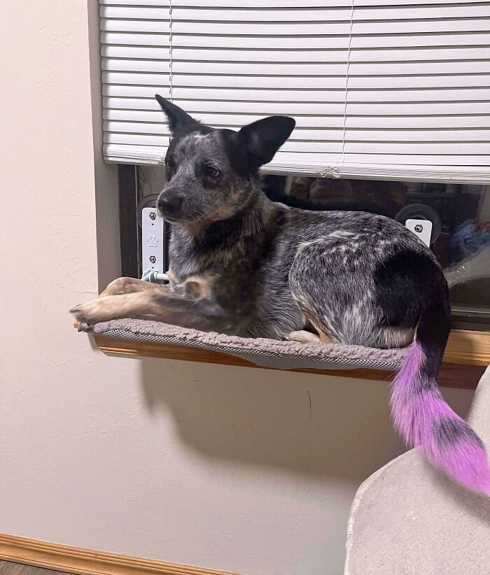 Bought A Window Bed For My Cat Java. Iris Made The Executive Decision To Commandeer It