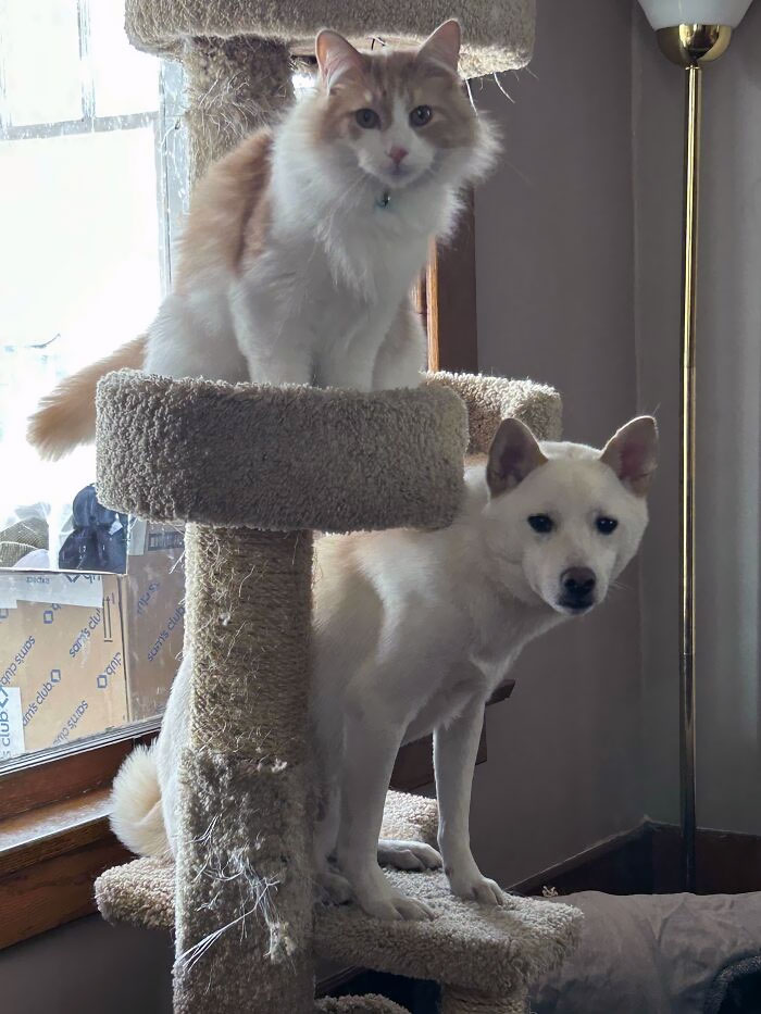 He Thinks He’s A Cat