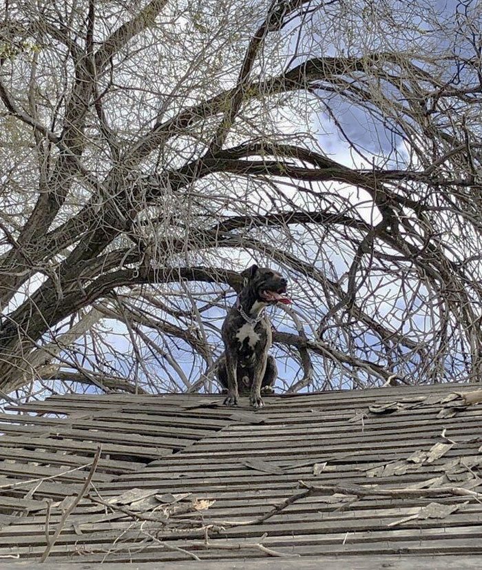 My Mom’s Dog Climbed The Inside Rafters To Get Onto The Roof Of A Really Old Big Barn... What? We Had To Use A Ladder To Get Him Down
