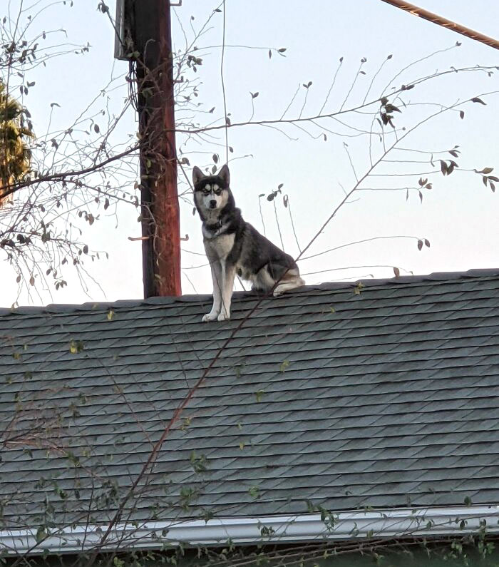 The Heck Are You Doin Up There Guy?