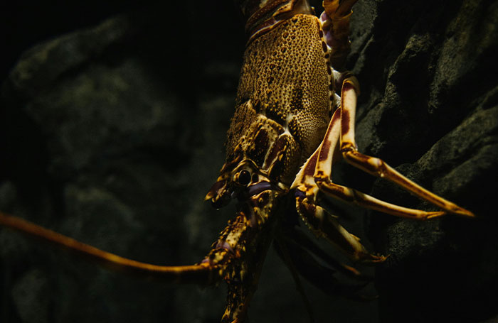 Truth Bombs: 40 Facts That Shocked People Into Questioning Reality