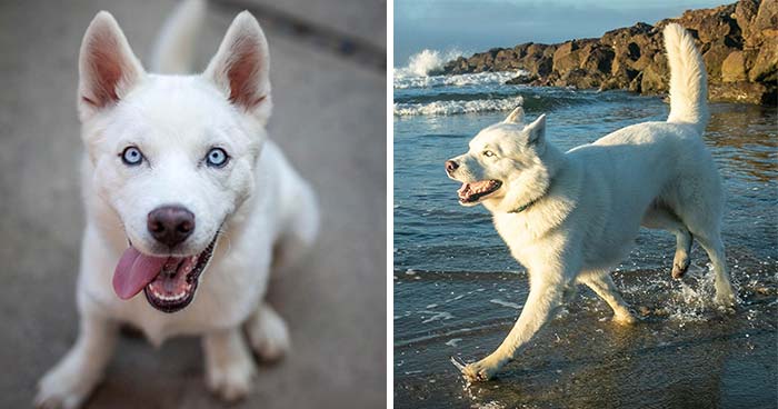 Overcoming Disability: This Dog’s Prancing Walk Steals Hearts On The Internet