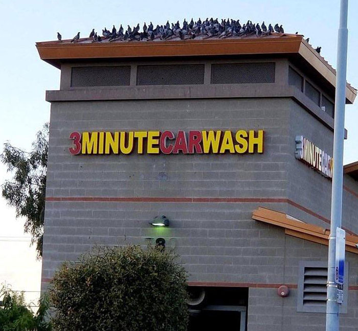 Rooftop of car wash covered with birds, creating a humorous scenario for drivers.