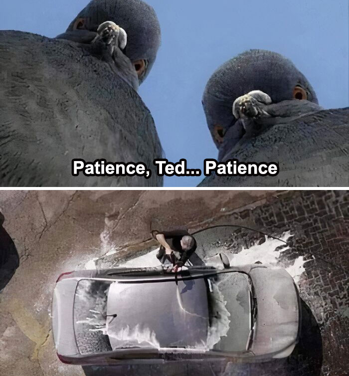 Pigeons observing a man washing a car from above, with the text "Patience, Ted... Patience." Funny car-related meme.