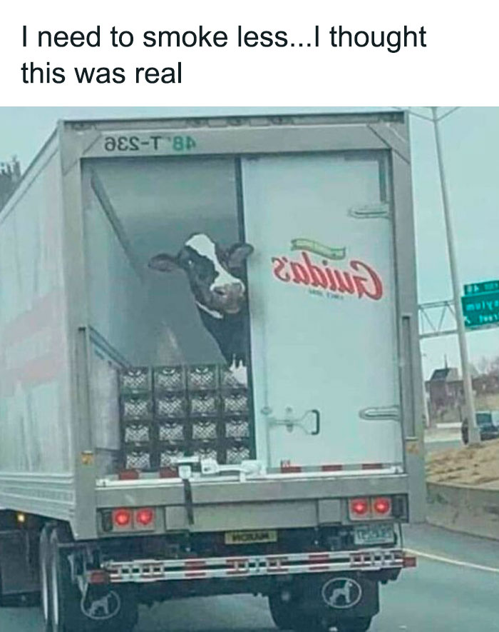 Funny car meme featuring a truck door with a cow illusion, creating a hilarious driving scene.