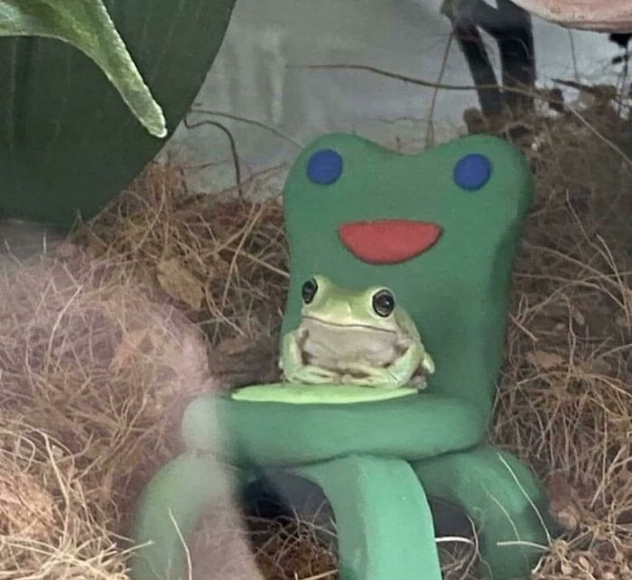 This Frog In A Frog Chair