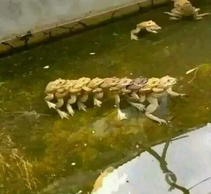Frog Conga Line