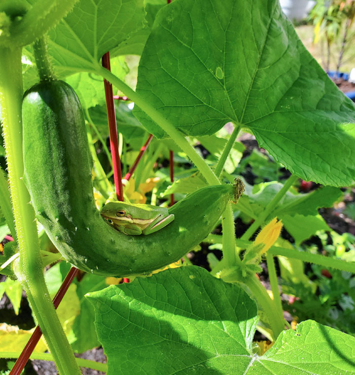 "Nap Time On My New Hammock" - Bella The Frog