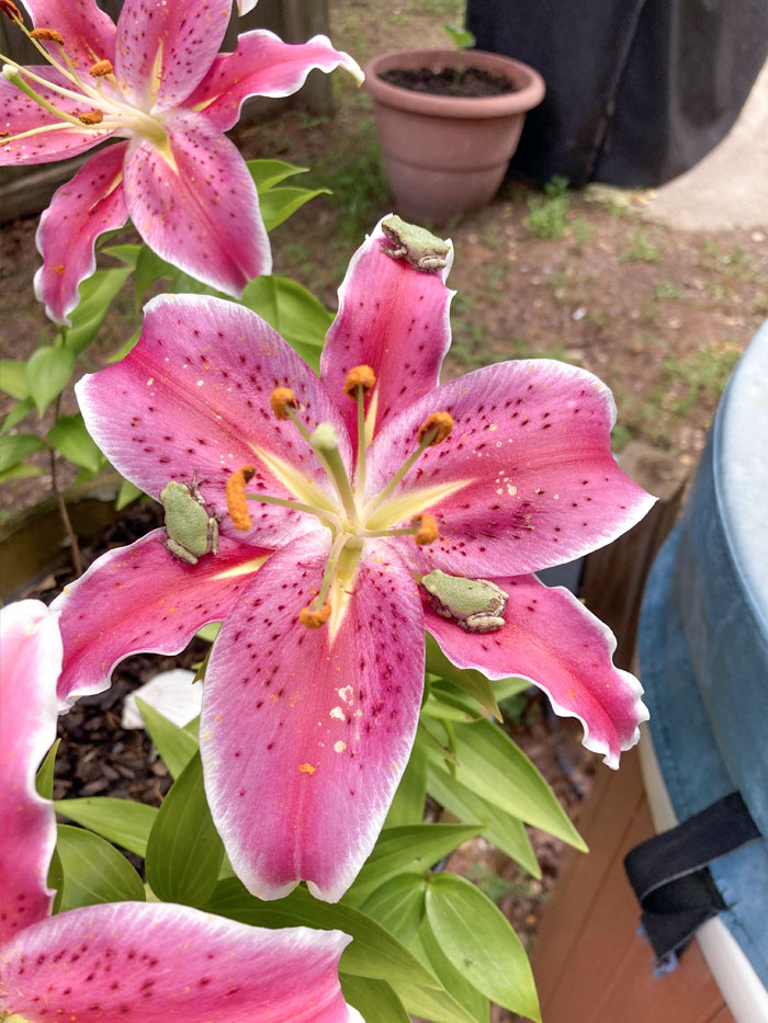 The Stargazer Frog Council Is Now In Session